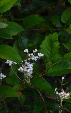 Washington 'daki Rainier Dağı Ulusal Parkı' ndaki Meadow.