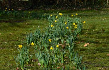Meadow in Spring in the Town Walsrode, Lower Saxony