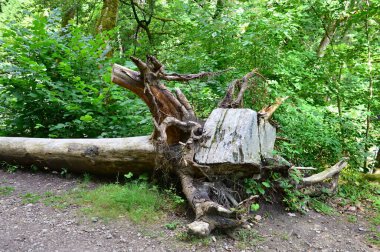 Baden, Wuerttemberg 'deki Wutachschlucht Kanyonu' nda Baharda manzara