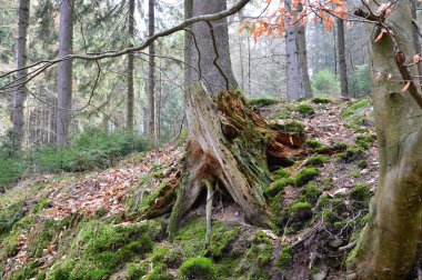 Baharda Dağ manzarası Deister, Barsinghausen, Aşağı Saksonya