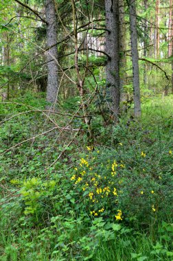 Baharda manzara Heath Lueneburger Heide, Dueshorn, Aşağı Saksonya