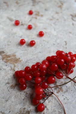 Sağlıklı kırmızı bir viburnum üzümünün bir dalı taştan bir mutfak kesme tahtasının üzerinde yatıyor ve yakınlarda birkaç dut var. geleneksel tıbbi tariflerin sıçrama ekranlarının etiketleri için