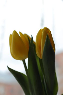 Vazoda yeşil yapraklı üç sarı lale pencerenin üzerinde duruyor.