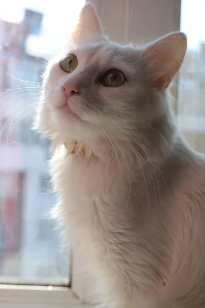 一只粉红鼻子的白色绒毛家猫坐在窗上 照着镜子 — 图库照片