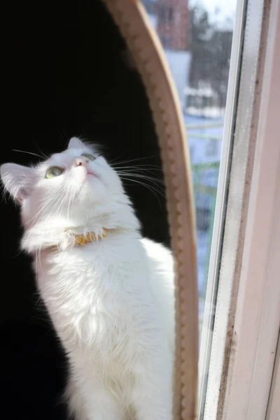 Biały Puszysty Kot Domowy Różowym Nosem Siedzi Oknie Patrzy Lustro — Zdjęcie stockowe
