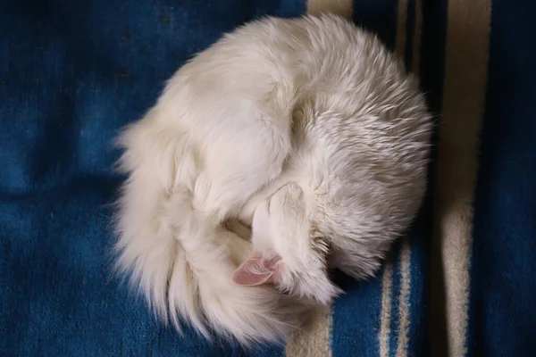 Білий Пухнастий Домашній Кіт Рожевим Носом Спить Кільцем Синій Ковдрі — стокове фото