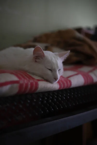 Λευκή Χνουδωτή Οικιακή Γάτα Ροζ Μύτη Κοιμάται Δαχτυλίδι Μπλε Κουβέρτα — Φωτογραφία Αρχείου