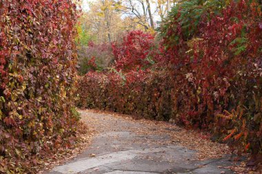 Park alanı, asfalt yolu ve etrafını tamamen kırmızı turuncu ve az miktarda yeşil yapraklarla çevrili bir çit ile çevrili küçük, rahat bir park alanı.
