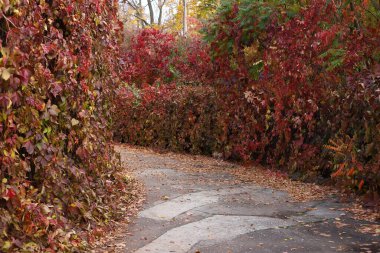 Park alanı, asfalt yolu ve etrafını tamamen kırmızı turuncu ve az miktarda yeşil yapraklarla çevrili bir çit ile çevrili küçük, rahat bir park alanı.