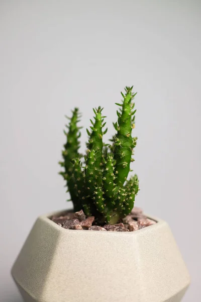 Jasny Zielony Kłujący Soczysty Kaktus Szarym Ceramicznym Garnku Szarym Tle — Zdjęcie stockowe