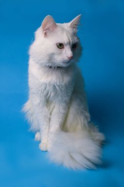 on a blue background sits a white fluffy pet cat with green eyes and a pink nose in a black collar. for splash screens, labels, flyers, store banners, pet store advertisements
