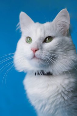 on a blue background sits a white fluffy pet cat with green eyes and a pink nose in a black collar. for splash screens, labels, flyers, store banners, pet store advertisements