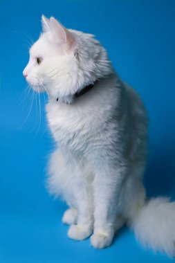 on a blue background sits a white fluffy pet cat with green eyes and a pink nose in a black collar. for splash screens, labels, flyers, store banners, pet store advertisements