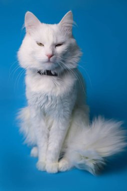 on a blue background sits a white fluffy pet cat with green eyes and a pink nose in a black collar. for splash screens, labels, flyers, store banners, pet store advertisements