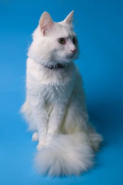 on a blue background sits a white fluffy pet cat with green eyes and a pink nose in a black collar. for splash screens, labels, flyers, store banners, pet store advertisements