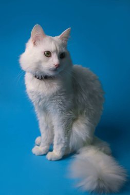on a blue background sits a white fluffy pet cat with green eyes and a pink nose in a black collar. for splash screens, labels, flyers, store banners, pet store advertisements