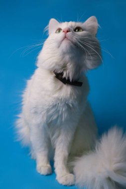 on a blue background sits a white fluffy pet cat with green eyes and a pink nose in a black collar. for splash screens, labels, flyers, store banners, pet store advertisements