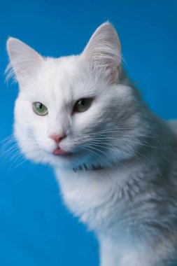 on a blue background sits a white fluffy pet cat with green eyes and a pink nose in a black collar. for splash screens, labels, flyers, store banners, pet store advertisements