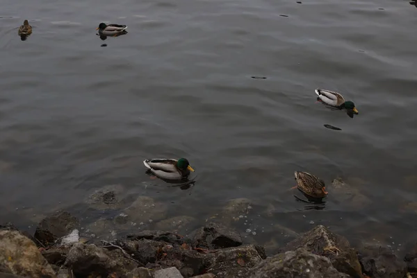 wild brown ducks and drakes with a green head and a yellow beak on the river swim close to the shore with stones