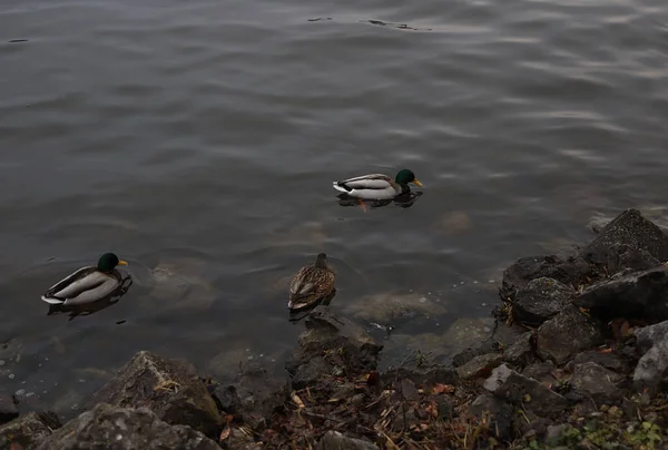 浅褐色野鸭 黄嘴鸭 头戴绿头 带着石子在河边游动 — 图库照片