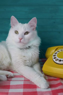 Yeşil gözlü ve pembe burunlu beyaz tüylü bir kedi turkuaz ahşap bir duvarın arka planında sarı bir retrofonla konuşuyor.