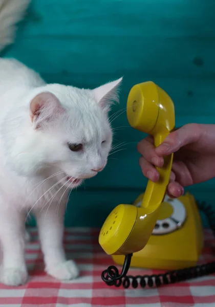 고양이가 청록색 배경에 노란색 폰으로 말한다 — 스톡 사진