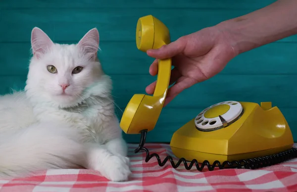 Yeşil gözlü ve pembe burunlu beyaz tüylü bir kedi turkuaz ahşap bir duvarın arka planında sarı bir retrofonla konuşuyor.