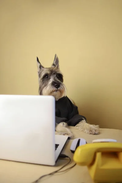 dog freelancer breed graya schnauzer with pointed ears and a black nose in a dark golf sits at a white laptop and works and studies