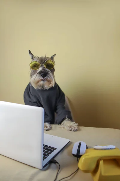 dog freelancer breed graya schnauzer with pointed ears and a black nose in a dark golf sits at a white laptop and works and studies