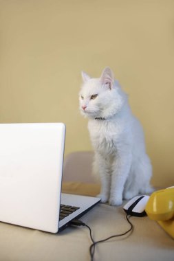 Pembe burunlu ve yeşil gözlü beyaz tüylü evcil bir kedi beyaz bir dizüstü bilgisayarda çalışır ve internette çalışır. kedi serbest bırakıcı