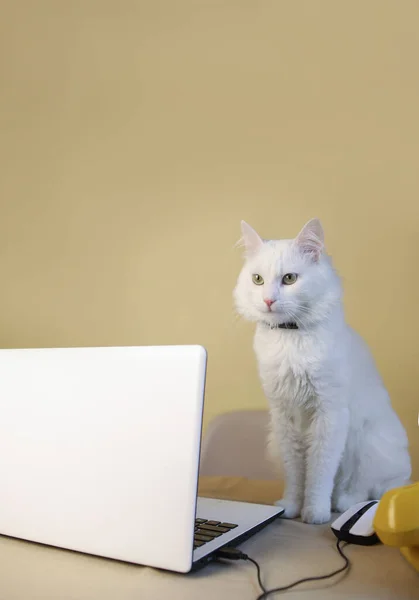 분홍색 고양이가 노트북에서 연구를 고양이 프리랜서 — 스톡 사진