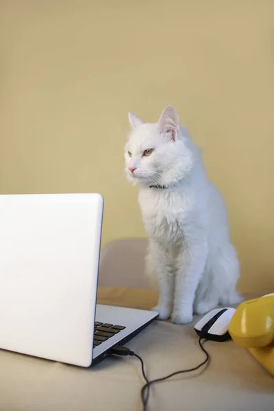 a white fluffy domestic cat with a pink nose and green eyes works on a white laptop and studies online. cat freelancer