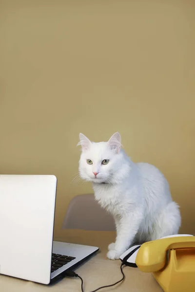 Gato Doméstico Fofo Branco Com Nariz Rosa Olhos Verdes Trabalha — Fotografia de Stock