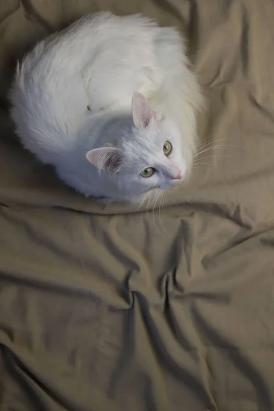 Gato Doméstico Fofo Branco Com Nariz Rosa Olhos Verdes Dorme — Fotografia de Stock