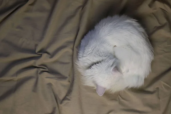 Biały Puszysty Kot Domowy Różowym Nosem Zielonymi Oczami Śpi Beżowej — Zdjęcie stockowe