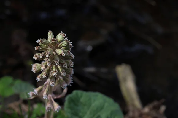 Medicinal plant Carpathian Petasites hybridus. in the photo one flower with oblong buds