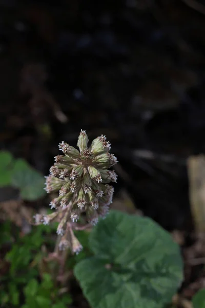 Medicinal Plant Carpathian Petasites Hybridus Photo One Flower Oblong Buds — Stock Photo, Image
