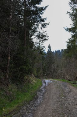 Ormanların ve dağların yeşil Noel ağaçları, orman yolları, ahşap çitler ve uzakta evleri olan güzel bir manzarası olan ekolojik bir gezi. Kartpostallar, başlıklar, el ilanları, peçeteler için reklamlar vs..