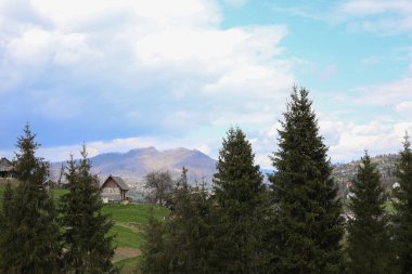 Ormanların ve dağların yeşil Noel ağaçları, orman yolları, ahşap çitler ve uzakta evleri olan güzel bir manzarası olan ekolojik bir gezi. Kartpostallar, başlıklar, el ilanları, peçeteler için reklamlar vs..