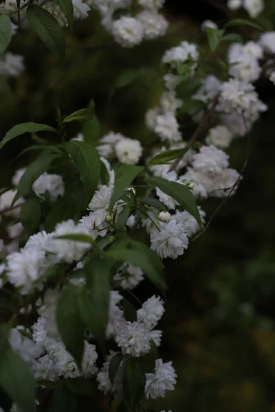 Kwiat Wiśni Bliska Zielonymi Liśćmi Spiczastymi Białymi Puszystymi Kwiatami Dla — Zdjęcie stockowe
