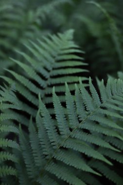 Yeşil eğreltiotu gezegeninde her yıl yayılan güzel bitki. kartlar, kapaklar, ekran koruyucular, çıkartmalar, afişler, not defterleri, reklamlar, vs. için.