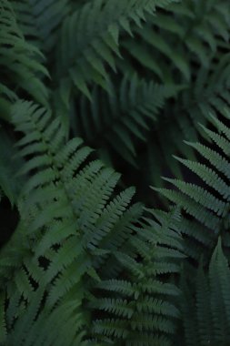 Yeşil eğreltiotu gezegeninde her yıl yayılan güzel bitki. kartlar, kapaklar, ekran koruyucular, çıkartmalar, afişler, not defterleri, reklamlar, vs. için.