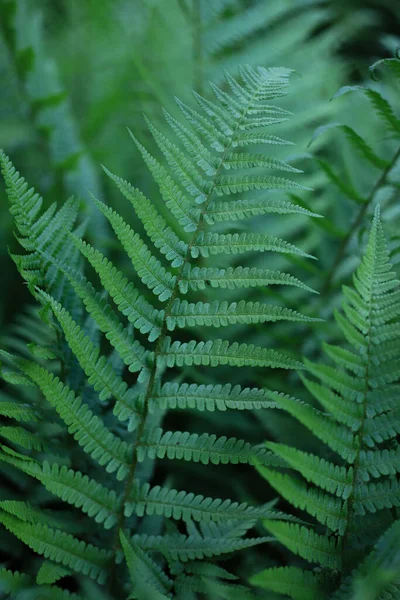 perennial widespread beautiful on the planet green fern plant. for cards, covers, screensavers, stickers, banners, notepads, advertisements, etc.