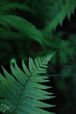 Yeşil eğreltiotu gezegeninde her yıl yayılan güzel bitki. kartlar, kapaklar, ekran koruyucular, çıkartmalar, afişler, not defterleri, reklamlar, vs. için.