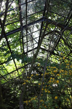 Terk edilmiş bir serada, parlak sarı, kabarık, küçük Japon kerria çiçekleri yetişiyor. pankartlar, el ilanları, kartpostallar, etiketler ve daha fazlası için