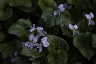 Kardeş menekşe, mavi lekeli, yakın plan beyaz. kartlar, ekran koruyucular, çıkartmalar, kapaklar ve daha fazlası için
