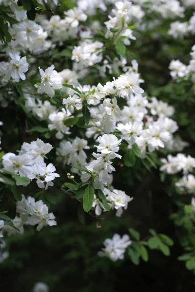 Растение Экокорд Цветущее Маленькими Белыми Цветками Рядом Друг Другом Открыток — стоковое фото