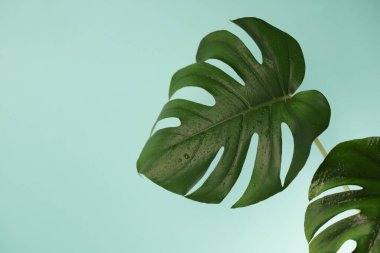 Nane arkaplanında su damlaları olan iki güzel canavar ev bitkisi. Reklamlar, etiketler, kartvizitler, pankartlar, pankartlar vs. için.