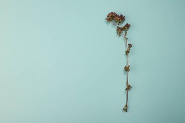 Faydalı kokulu ve tıbbi mevsimlik kekik otlu kekik. Açık mavi arka planda küçük mor çiçekler. Reklam sıçrama ekranları, etiketler, işaretler vs. için.