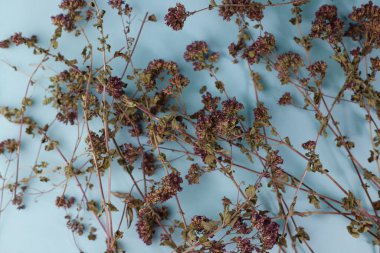 Faydalı kokulu ve tıbbi mevsimlik kekik otlu kekik. Açık mavi arka planda küçük mor çiçekler. Reklam sıçrama ekranları, etiketler, işaretler vs. için.